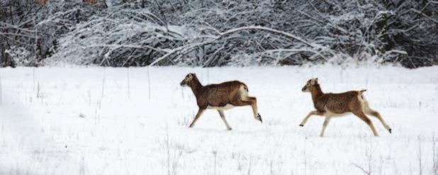 3 napos pausálprogram 3-tägige Saudrückjagd 3-days driven hunting Résztvevők száma Zahl der Teilnehmer Nr. of participants /csoport /Gruppe /team Teríték (db)/ Strecke (St.