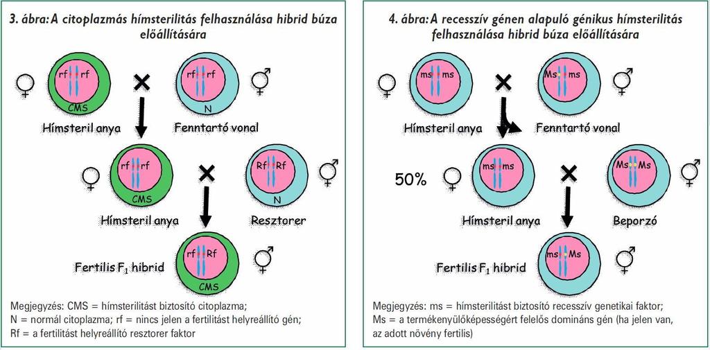 A környezeti feltételektől független gének nagy biztonsággal használhatók, azonban a hímsteril anyai vonalak fenntartása mivel alapesetben a hímsteril és a fertilis változatok fenotípusosan csak a