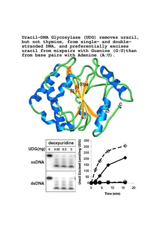 Uracil kötés: A bázispárosodásban szereplő U-atomok kötnek a fehérjéhez, (ez kb a várható, DE: glikozilos N is lehetne)