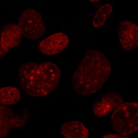 CONSTRUCTS FOR CELLULAR ASSAYS I.