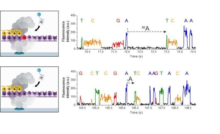DNS bázis módosítások detektálása : single-molecule real-time sequencing (SMRT, PacBio) Valósidejű szekvenálás: ha metil-adenin van a láncban, akkor ahhoz sokkal