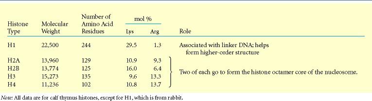 Hisztonok DNA Enhancer Activators Distal control element DNAbending protein Promoter Gene TATA box General transcription factors Group of mediator proteins RNA polymerase II RNA
