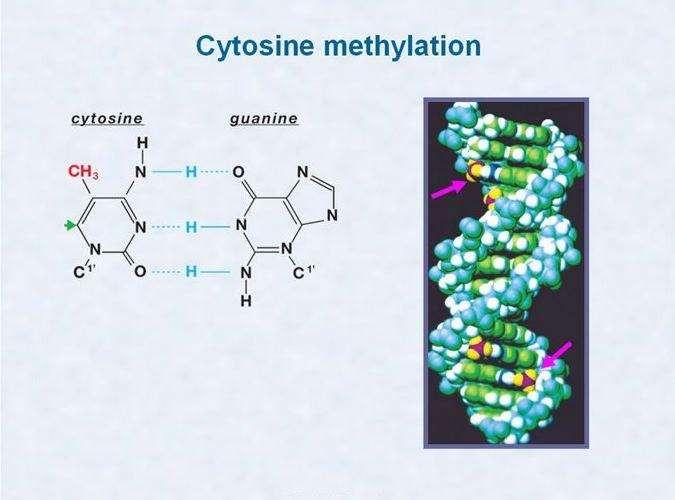 DNA 21 Histone 22 DNS-metiltranszferázok