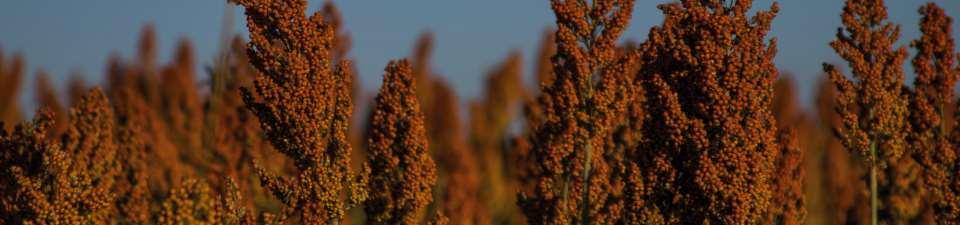 Current Weed Control strategies in sorghum II In Post-emergency parcial control of