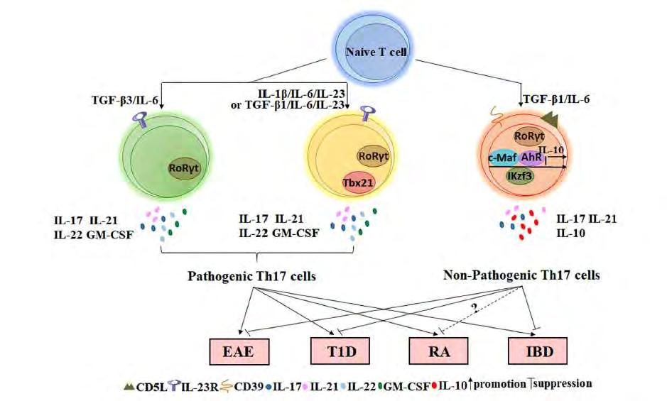 Th17-sejtek heterogenitása A Th17 T sejtek kis része gyulladáscsökkentő IL-10 et termel IL17 A mellett AhR és alacsony IL-23R kifejeződés jellemző a nem patogen