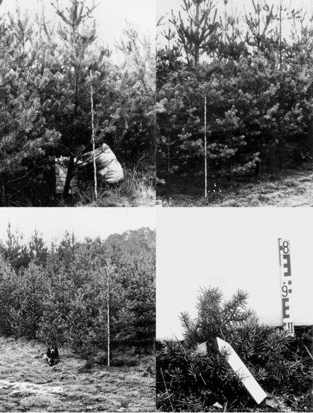 Hasonlóan jó koronalakot, de ugyancsak lassú növekedést mutatnak a dél-európai montán előfordulások (Spanyolország, Balkán).
