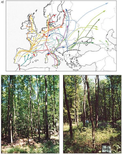 III. ábra - a) A lombhullató fehér (nemes) tölgyfajok feltételezett posztglaciális visszatelepülési útvonalai fosszilis pollen- és cpdns-adatok szintézise alapján (Petit et al., 2002b; vö.