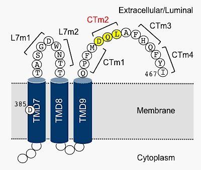 3D-RISM Aβ ILEI DQL ILEI Lys84 Lys84 ILEI HEK293 12 γ ILEI/FAM3C β β ILEI/FAM3C 17(2): 14-20, 2017 Liu L, Watanabe N, Akatsu H, Nishimura M.