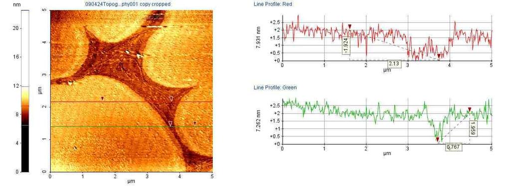 56. ábra. INH-redSer penetrációja után készített lipid LB-film 5 x 5 µm-es AFM felvétele. A film felületi topográfiája a keresztmetszeti kép profiljából olvasható le. 57. ábra. A TB5 penetrációja után készített lipid LB-film 5 x 5 µm-es AFM felvétele.
