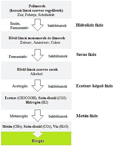 4. Metanogenezis: a biogázképződés utolsó szakaszában a keletkezett ecetsavat a metanogén baktériumok metánná (CH 4 ), szén-dioxiddá (CO 2 