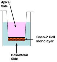 Egy gyógyszerhatóanyag akkor tekinthető nagyon permeábilisnek, ha az abszorpció mértéke (kiindulási gyógyszer plusz metabolitok) emberekben beadott dózis 90%-a, a tömeg megmaradás törvénye alapján,
