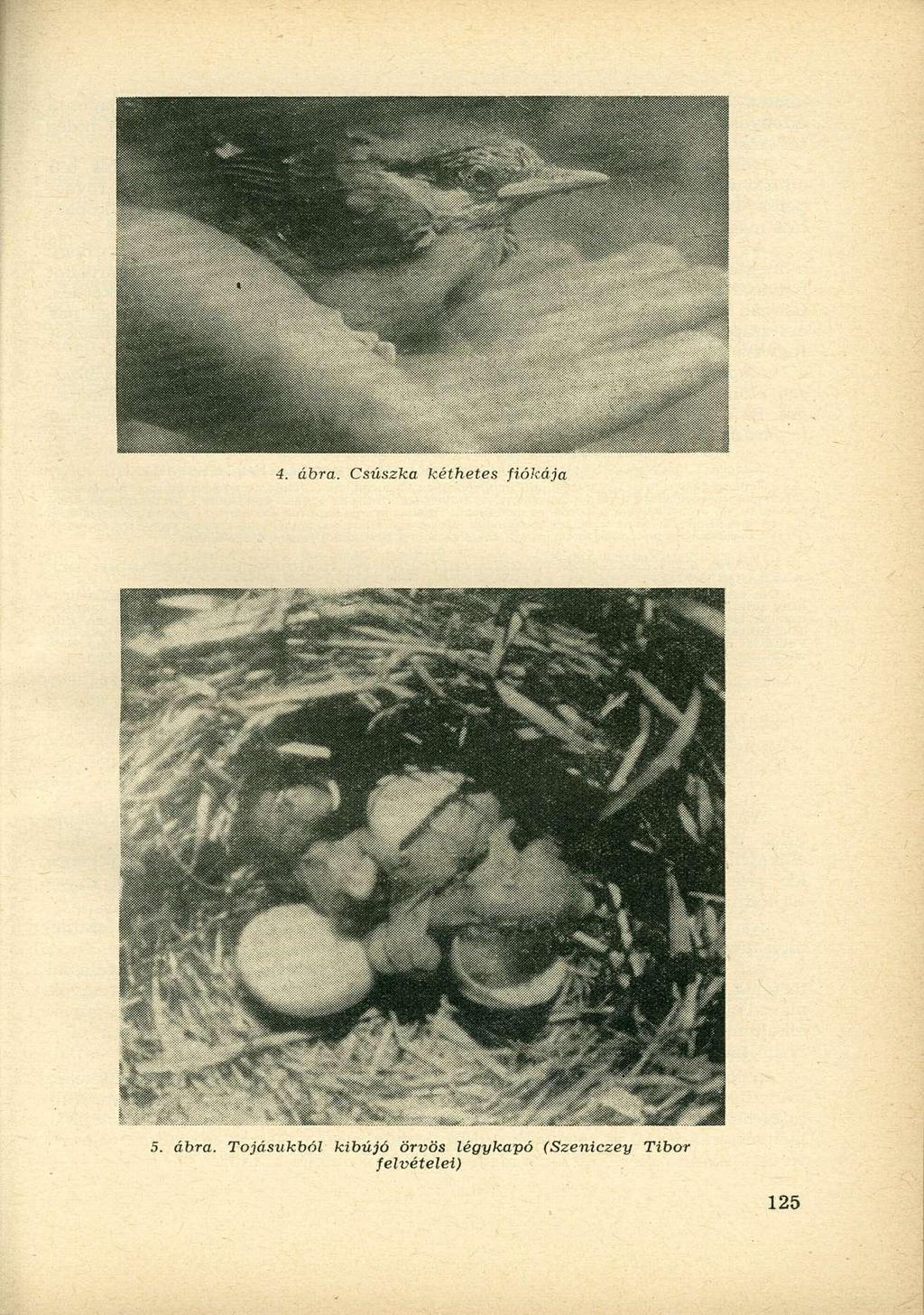 4. ábra.