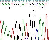 direct sequencing Result: mutation could be detected