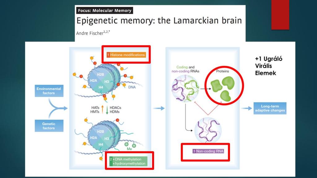 A főbb szabályozó elemek: - Hiszton modifikációk: acetiláció, metiláció, foszforiláció, ubiquitináció, SUMO-iláció, citrullináció, ADP riboziláció - DNS metiláció és hidroximetiláció - Nem kódoló