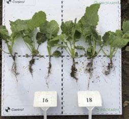 A Corteva Agriscience őszi kínálatát, egy átfogó technológiai javaslat keretében ajánlja repcetermesztő partnerei figyelmébe.