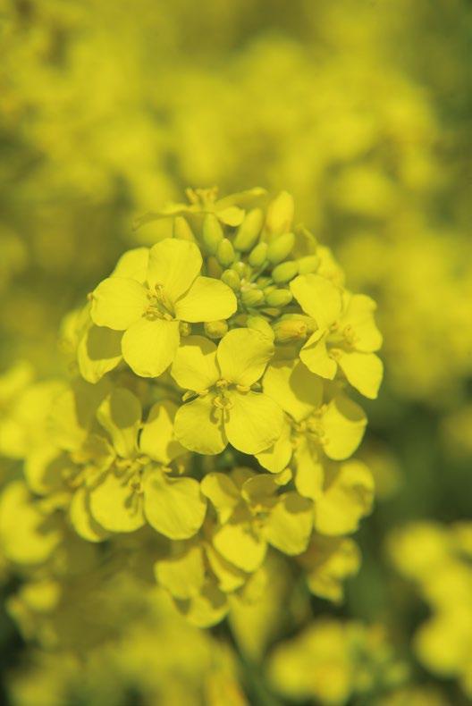 Agronómiai tulajdonságok 102 100 98 96 94 92 90 88 REPCEHIBRID Relatív termés % PR44D06 PX113 PX128 PX131 Pioneer MAXIMUS repcehibridek tejlesítménye Magyarország, 2017-2018 (fejlesztői kísérletek)