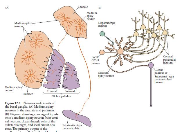 lentiformis része) Motoros thalamus (elülső