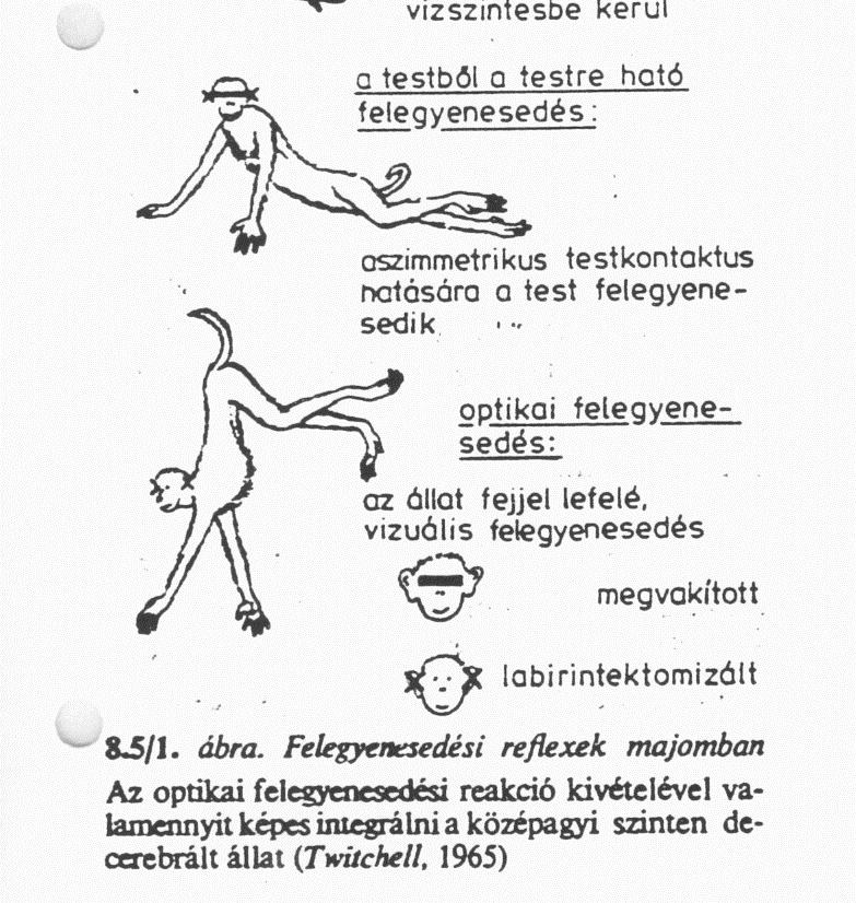 Statokinetikus reflex lineáris gyorsulás: példa: lift reakció Cél: a test egyensúlyának (helyzetének) megtartása