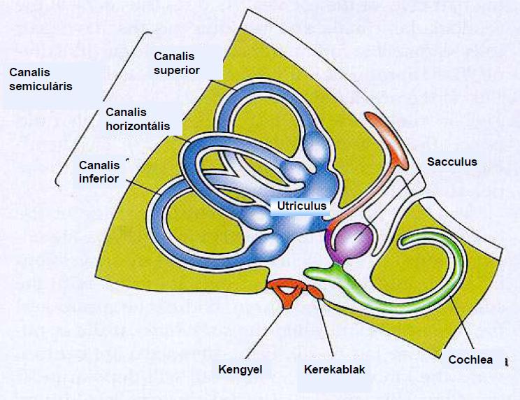 termelődés: stria vascularis (cochlea scala media oldalfala) Felszívódás: ductus