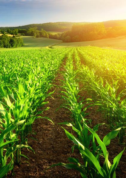 Kukorica - 2018 Nemesgörzsöny Kísérlet jellege: üzemi kísérlet (13 hektáros táblaméret) Phylazonit Technológia használatával.