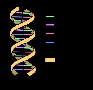 Un po di biologia molecolare 4 lettere: A C T G (basi) A T e C G complementari direzione (5 3 ) due filamenti, uno complementare inverso