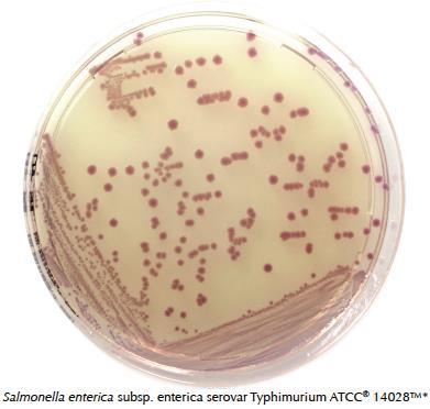 Liofilchem Chromatic Salmonella Szelektív kromogénes tápközeg a Salmonella spp. izolálására és differenciálására. A Salmonella spp.