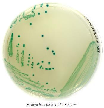 A Listeria agar Szelektív és differenciáló kromogénes tápközeg a Listeria monocytogense izolálására és megszámlására élelmiszerekből (ISO 11290 szerint). A L.