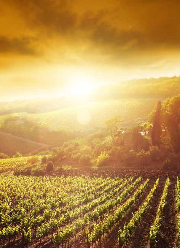 Soda Red wines: Glass Crewet 0,2 l 0,5 l Imiglikos, semisweet 3,90 9,50 Syrah Merlot Loudas, dry 4,90 11,50 Cabernet Sauvignon, semidry 4,90 11,50 Mavrodafni, liqueur wine 5,20 12,50