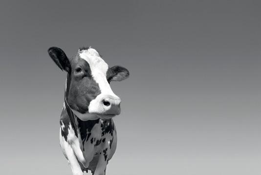 A Lallemand Animal Nutrition a tudományosan megalapozott, gyakorlatban bevált eredményeket felhasználva fejleszti, gyártja és