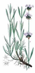 LEVENDUL Lavandula angustifolia z arborétum története egészen az apátság alapításának idejére vezethető vissza, így ez az első ismert, történelmi magyar kert.