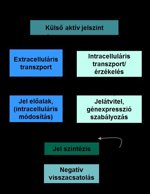 2.8. ábra: A quorum sensing mechanizmus általános vázlata. Ennek az egyszerű sémának számos változata ismert, ezek fő közös lépéseit az 2.9. ábra foglalja össze.