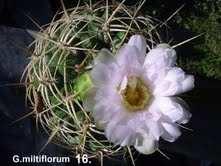 megfigyelni, hogyan alakult a megnevezése: Echinocactus monvillei Lemaire 1838. Echinocactus multiflorus J. D. Hooker 1845. Gymnocalycium multiflorum (JD Hooker)Britton & Rose 1918.