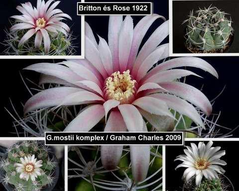 12. Gymnocalycium melanocarpum (Arechavaleta) Britton és Rose. Nem érvényes, pontos neve: G. uruguayense Graham Charles 2009. A G. hyptiacanthum subsp. uruguayense szinonimája.