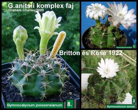 Mit írjak a táblára? Britton & Rose Gymnocalyciumjaitól, Graham Charles fajkomplexumáig. 2. Rész.