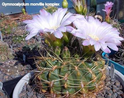 régióban őshonos és jellegzetes formájú a Gymnocalycium mihanovichii, valamint a Gymnocalycium anisitsii, és a Gymnocalycium damsii, mindhárman szorosan kapcsolódó növények.