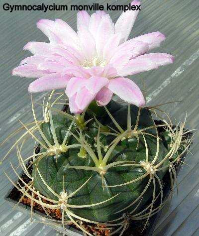 Gymnocalycium damsii [syn.: Echinocactus damsii, (Schumann 1903) Britton és Rose 1922] Ez a faj, vagy inkább azt kell mondanom alfaj, G. anisitsii (damsii).
