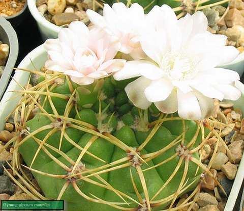 : Echinocactus joossensianus, (Bödeker 1918), Britton és Rose 1922]. Egy másik volt Gran Chaco faj szoros kapcsolatban van damsiival és a mihanovichiival. G. anisitsii (G. joossesianum).