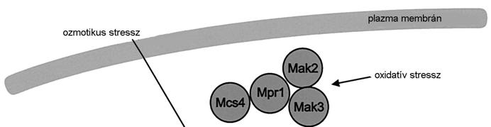 6. ábra. A hasadó élesztő MAPK jelátviteli útvonala [Hohmann 2002] Mind a Pap1-ről mind az Atf1-ről elmondható, hogy oxidatív stressznek kitett sejtekben működésük létfontosságú a sejtek számára.