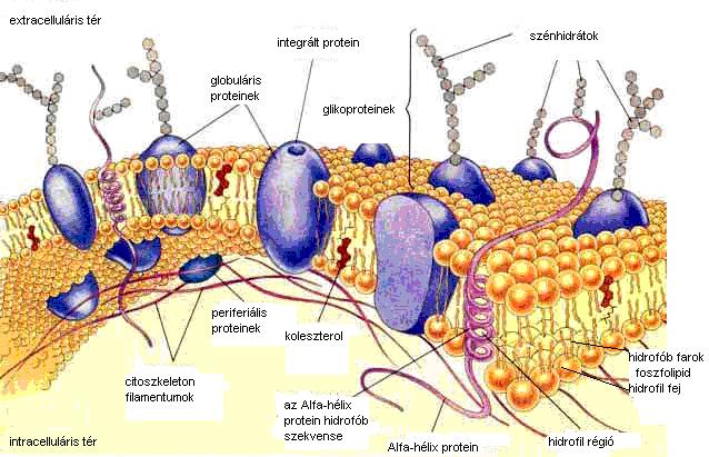 aktivitását is. Mérete nagymértékben meghatározza a membrán fizikai állapotát, amely fiziológiás körülmények között általában a folyékony fázis [van der Rest és mtsi. 1995, Damjanovich és mtsi.