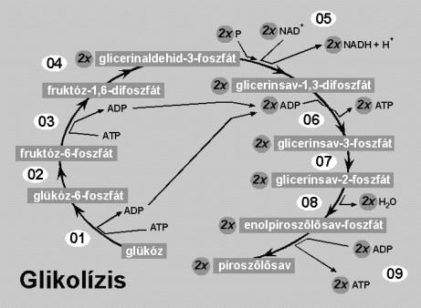 5 rob sjtnygcsr (oxigénnl). Enrgiforrás glükóz tljs oxidációj CO -dá és vízzé: Δ r G = 88 kj/mol ( CO -t kilélgzzük.