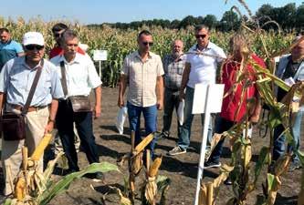 Kukorica Barométer Igaz, például a kukorica rovarkártevőivel nem sokat foglalkoznak, ahogy a napraforgót sem deszikkálják.