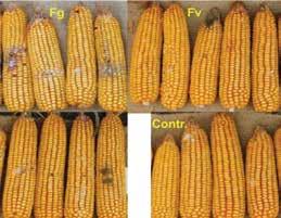 A képeken az erősebb fertőzőképességű izolátummal szembeni reakció látható. 2. ábra: Kukorica hibrid P 0412, F. graminearum S, F.