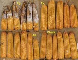 ábra: Kukorica hibrid Armagnac, F. graminearum MR, F. verticillioides R, A.