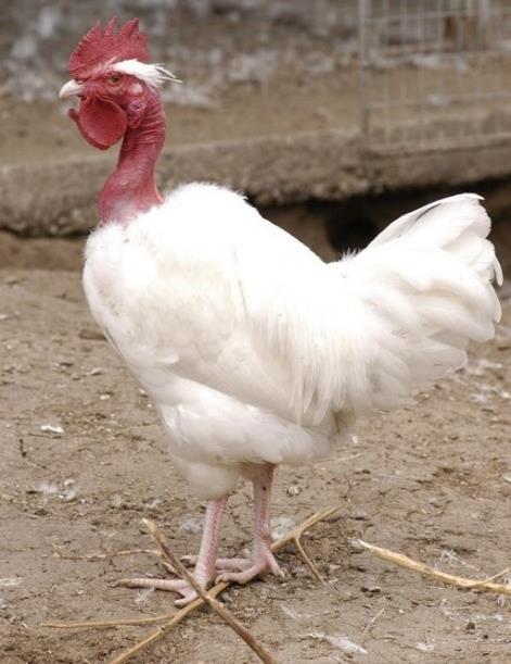(a) (b) Figure 2. Appearance of male (a) and female (b) White Transylvanian Naked Neck chicken Initially, the experimental groups of birds were kept separately in closed cages on deep litter.