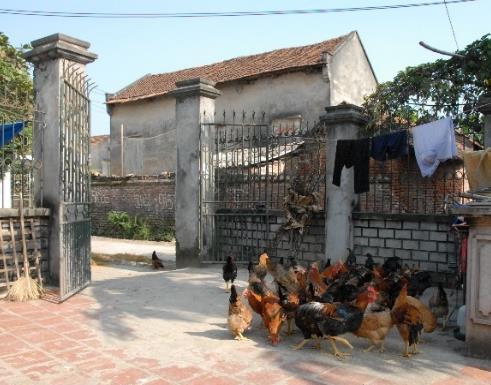the study of cross between Partridge Coloured Hungarian chicken and Vietnamese Mia chicken (a, b): running