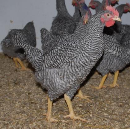 mother line male (a) and female (b) Egg of 34-week