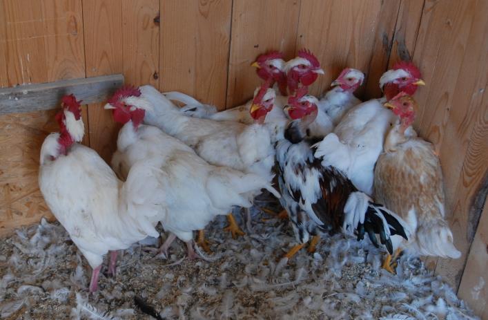 5.4. Crosses of Partridge Coloured Hungarian and a natively different Hungarian chicken breed Live% without significant difference amongst genotypes of 87.5% for ( WTc x PHc and WTc x PHc), 92.