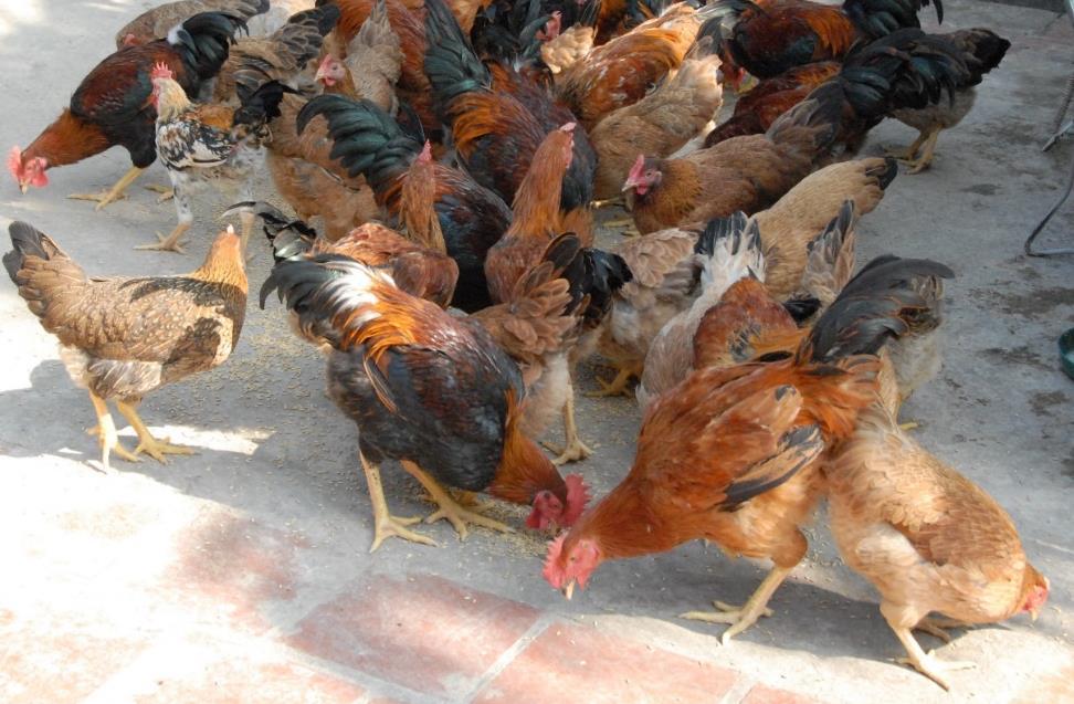 5.5. Crosses of Partridge Coloured Hungarian and an old chicken breed of distant origin No mortality was observed during the laying period.