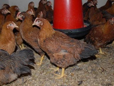 Hungarian chicken (PHc)