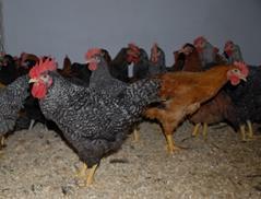 between layers age and breed are observed while studying Ew, ELe, EWi,